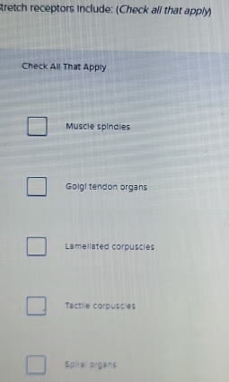 Stretch receptors include: (Check all that apply)
Check All That Apply
Muscle spindies
Golgi tendon organs
Lamellated corpuscies
Tactile corpuscies
Spiral organs