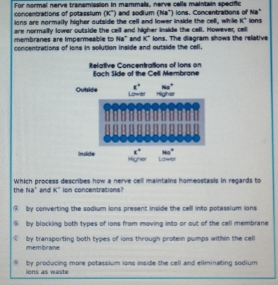 For normal nerve transmission in mammals, nerve cells maintain specific
concentrations of potassium (K*) and sodium (Na*) ions. Concentrations of Na*
ions are normally higher outside the cell and lower inside the cell, while K^+ ions
are normally lower outside the cell and higher inside the cell. However, cell
membranes are impermeable to Na" and K° ions. The diagram shows the relative
concentrations of ions in solution inside and outside the cell.
Which process describes how a nerve cell maintains homeostasis in regards to
the Na^+ and K° ion concentrations?
@ by converting the sodium ions present inside the cell into potassium ions
by blocking both types of ions from moving into or out of the cell membrane
by transporting both types of ions through protein pumps within the cell
membrane
by producing more potassium ions inside the cell and eliminating sodium 
ions as waste