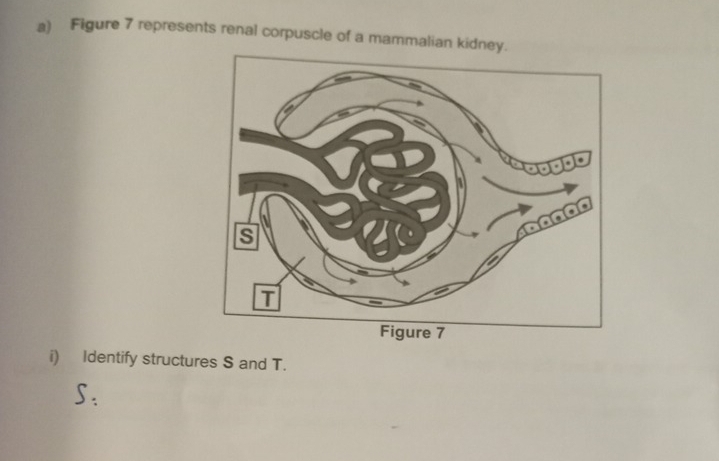 Figure 7 represents renal corpuscle of a mammalian kidney 
i) Identify structures S and T.