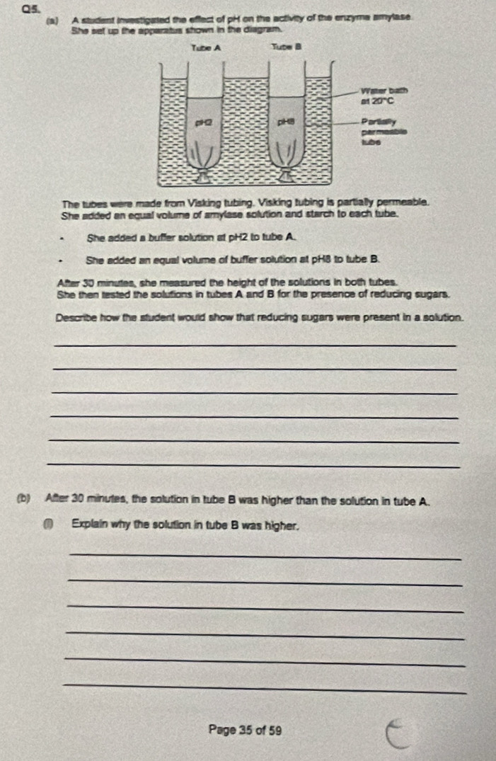 A student investigated the effect of pH on the activity of the enzyme amylase.
She set up the apparatus shown in the diagram.
The tubes were made from Visking tubing. Visking tubing is partially permeable.
She added an equal volume of amylase solution and starch to each tube.
She added a buffer solution at pH2 to tube A.
She added an equal volume of buffer solution at pH8 to tube B.
After 30 minutes, she measured the height of the solutions in both tubes.
She then tested the solutions in tubes A and B for the presence of reducing sugars.
Describe how the student would show that reducing sugars were present in a solution.
_
_
_
_
_
_
(b) After 30 minutes, the solution in tube B was higher than the solution in tube A.
(1) Explain why the solution in tube B was higher.
_
_
_
_
_
_
Page 35 of 59