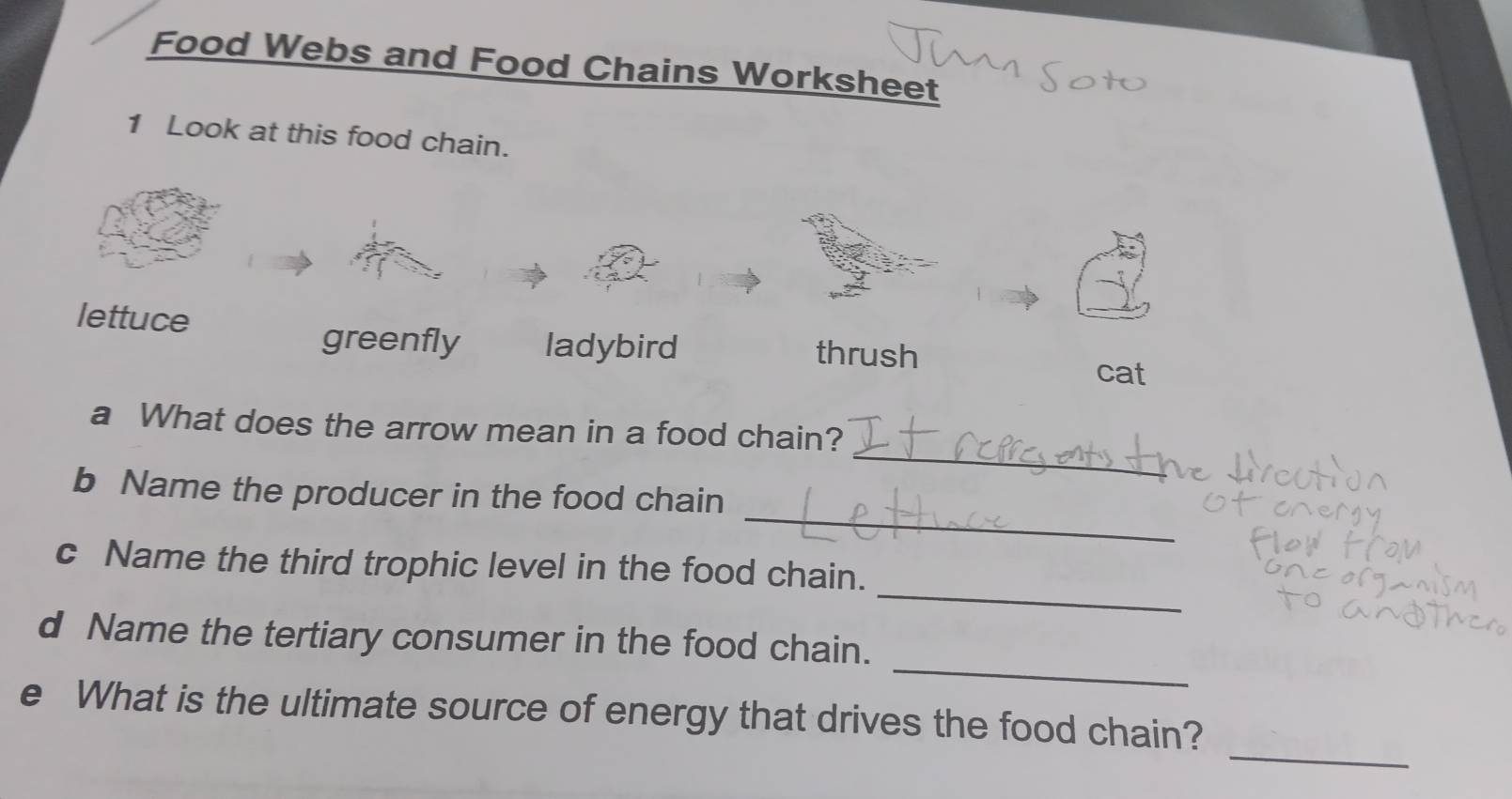 Ocean Food Web Worksheet | Teaching Resources, image size:1609x851