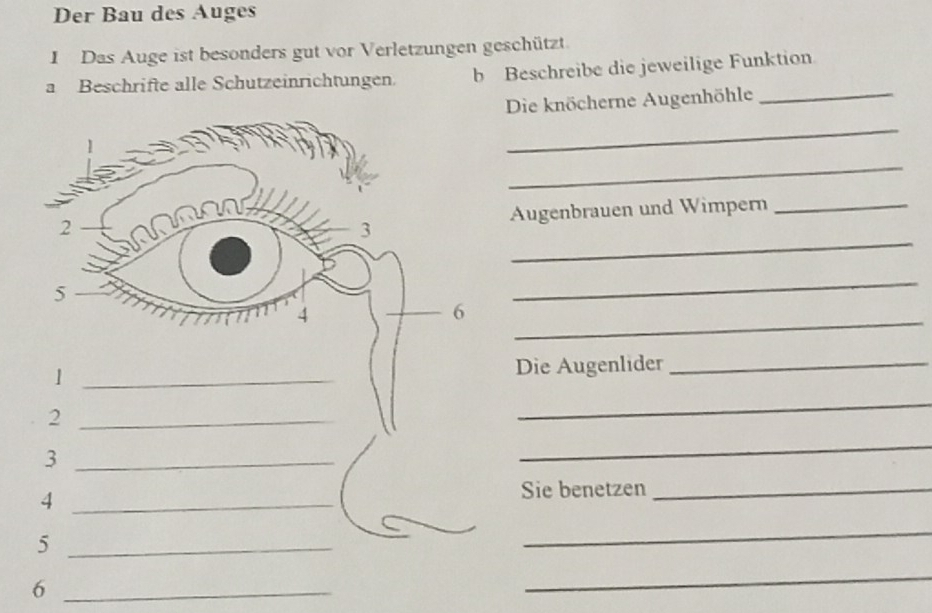 Der Bau des Auges 
I Das Auge ist besonders gut vor Verletzungen geschützt. 
a Beschrifte alle Schutzeinrichtungen. b Beschreibe die jeweilige Funktion 
Die knöcherne Augenhöhle_ 
_ 
_ 
Augenbrauen und Wimpern_ 
_ 
_ 
_ 
_1 
Die Augenlider_ 
_2 
_ 
_3 
_ 
4 _Sie benetzen_ 
_5 
_ 
_6 
_