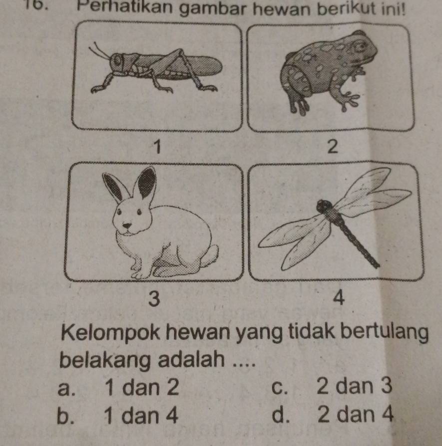 Perhatikan gambar hewan berikut ini!
1
2
3
4
Kelompok hewan yang tidak bertulang
belakang adalah ....
a. 1 dan 2 c. 2 dan 3
b. 1 dan 4 d. 2 dan 4