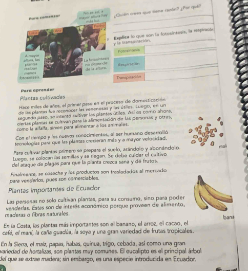 No es asl, a
Para comenzar mayor altura hey ¿Quién crees que tiene razón? ¿Por qué?
Explica lo que son la fotosíntesis, la respiración
la transpiración.
Fotosintesis
Respiración
Transpiración
Para aprender
Plantas cultivadas
Hace miles de años, el primer paso en el proceso de domesticación
de las plantas fue reconocer las venenosas y las útiles. Luego, en un
segundo paso, se intentó cultivar las plantas útiles. Así es como ahora,
ciertas plantas se cultivan para la alimentación de las personas y otras,
como la alfalfa, sirven para alimentar a los animales.
Con el tiempo y los nuevos conocimientos, el ser humano desarrolló
tecnologías para que las plantas crecieran más y a mayor velocidad.
Para cultivar plantas primero se prepara el suelo, arándolo y abonándolo.
Luego, se colocan las semillas y se riegan. Se debe cuidar el cultivo mail
del ataque de plagas para que la planta crezca sana y dé frutos.
Finalmente, se cosecha y los productos son trasladados al mercado
para venderlos, pues son comerciables.
Plantas importantes de Ecuador
Las personas no solo cultivan plantas, para su consumo, sino para poder
venderlas. Estas son de interés económico porque proveen de alimento,
maderas o fibras naturales. bans
En la Costa, las plantas más importantes son el banano, el arroz, el cacao, el
café, el maní, la caña guadúa, la soya y una gran variedad de frutas tropicales.
En la Sierra, el maíz, papas, habas, quinua, trigo, cebada, así como una gran
variedad de hortalizas, son plantas muy comunes. El eucalipto es el principal árbol
del que se extrae madera; sin embargo, es una especie introducida en Ecuador.