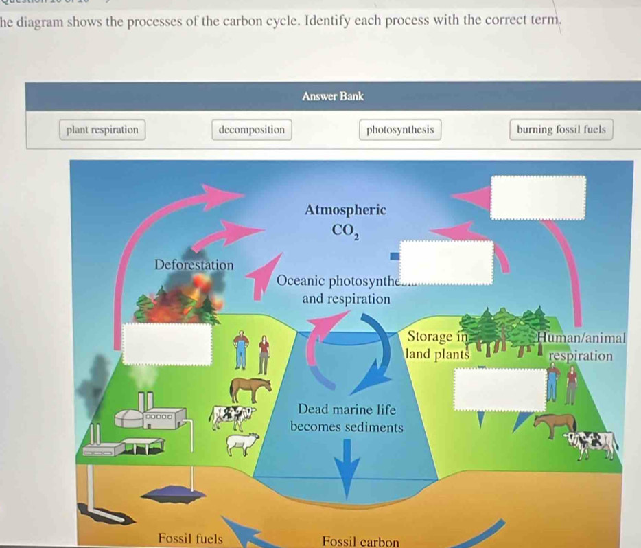 Solved: he diagram shows the processes of the carbon cycle. Identify ...