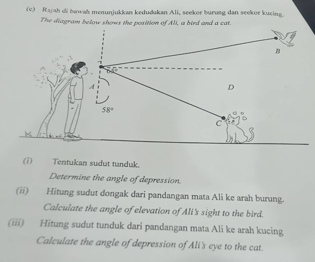 Rajah di bawah menunjukkan kedudukan Ali, seekor burung dan seekor kucing.
The diagram below shows the position of Ali, a bird and a cat.
(i) Tentukan sudut tunduk.
Determine the angle of depression.
(ii) Hitung sudut dongak dari pandangan mata Ali ke arah burung.
Calculate the angle of elevation of Ali's sight to the bird.
(iii) Hitung sudut tunduk dari pandangan mata Ali ke arah kucing
Calculate the angle of depression of Ali's eye to the cat.