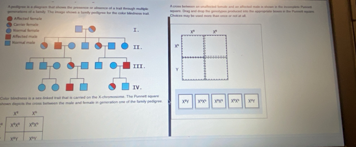 A cross between an unaffected lemale and an affected male is shown in the incomplirte Pusnet
A pedigree is a disgram that shows the presence or absence of a trait through multiple square. Drag and drop the genolypes produced into the appropriate boxes in the Punnett square
generations of a family. The image shows a family pedigree for the color blindness trait. Choices may be used more than once or not at all.
Affected fernale
x° x°
x
Y
Color bilindness is a sex-linked trait that is carried on the X-chromosome. The Punnett square
shown depicts the cross between the male and female in generation one of the family pedigree. X^nY X^bX^2 X^9X^2 X°X° X^(th)Y