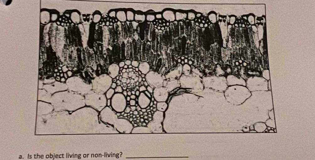 Is the object living or non-living?_