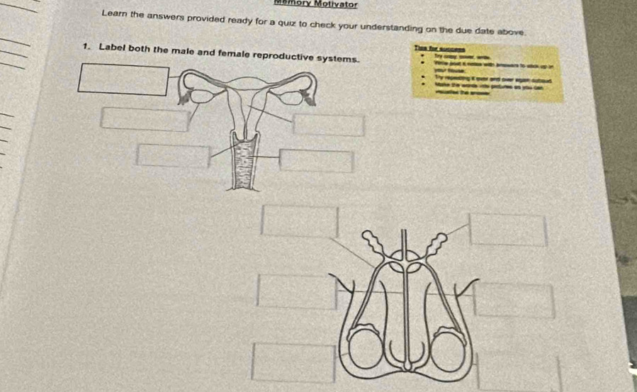 Memory Motivator 
_ 
Learn the answers provided ready for a quiz to check your understanding on the due date above. 
_ 
_ 
Tips for success 
_ 
1. Label both the male and female reproductive ae with brewars to wtck up in 


Thy repenting it over and oveer agan suboud 
* 1 ª so pictur e v c 

_ 
_ 
_