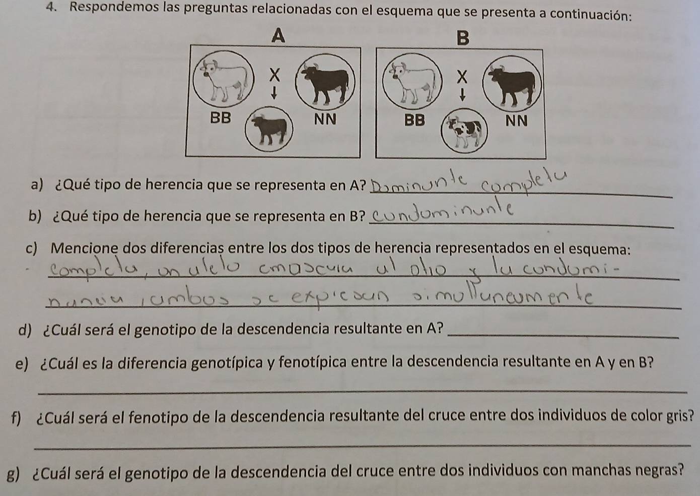 Respondemos las preguntas relacionadas con el esquema que se presenta a continuación: 
A 
B 
_ 
a) ¿Qué tipo de herencia que se representa en A? 
b) ¿Qué tipo de herencia que se representa en B?_ 
c) Mencione dos diferenciaș entre los dos tipos de herencia representados en el esquema: 
_ 
_ 
d) ¿Cuál será el genotipo de la descendencia resultante en A?_ 
e) ¿Cuál es la diferencia genotípica y fenotípica entre la descendencia resultante en A y en B? 
_ 
f) ¿Cuál será el fenotipo de la descendencia resultante del cruce entre dos individuos de color gris? 
_ 
g) ¿Cuál será el genotipo de la descendencia del cruce entre dos individuos con manchas negras?