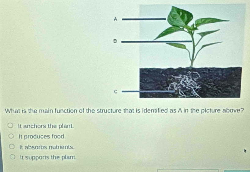 What is the main function of the structure that is identified as A in the picture above?
It anchors the plant.
It produces food.
It absorbs nutrients.
It supports the plant.