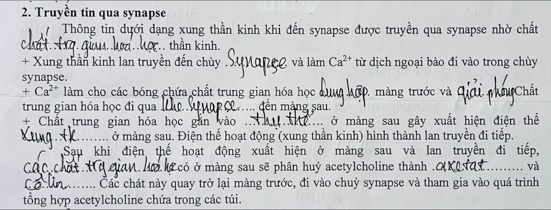 Truyền tin qua synapse 
I Thông tin dưới dạng xung thần kinh khi đến synapse được truyền qua synapse nhờ chất 
h thần kinh. 
+ Xung thần kinh lan truyền đến chùy 2 và làm Ca^(2+) từ dịch ngoại bào đi vào trong chùy 
synapse. 
+ Ca^(2+) làm cho các bóng chứa chất trung gian hóa học ở . màng trước và Chất 
trung gian hóa học đi qua . x.... đến màng sau. 
+ Chất trung gian hóa học găn vào .. .. ở màng sau gây xuất hiện điện thế 
.. ở màng sau. Điện thế hoạt động (xung thần kinh) hình thành lan truyền đi tiếp. 
Sau khi điện thế hoạt động xuất hiện ở màng sau và lan truyền đi tiếp, 
các ch M ở có ở màng sau sẽ phân huỷ acetylcholine thành 6. và 
Các chát này quay trở lại màng trước, đi vào chuỳ synapse và tham gia vào quá trình 
tổng hợp acetylcholine chứa trong các túi.