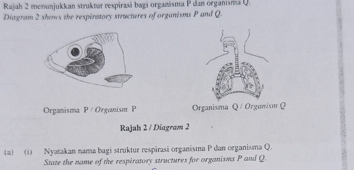 Rajah 2 menunjukkan struktur respirasi bagi organisma P dan organisma Q. 
Diagram 2 shows the respiratory structures of organisms P and Q. 
Organisma P / Organism P Organisma Q / Organism Q
Rajah 2 / Diagram 2 
(a) (i) Nyatakan nama bagi struktur respirasi organisma P dan organisma Q. 
State the name of the respiratory structures for organisms P and Q.