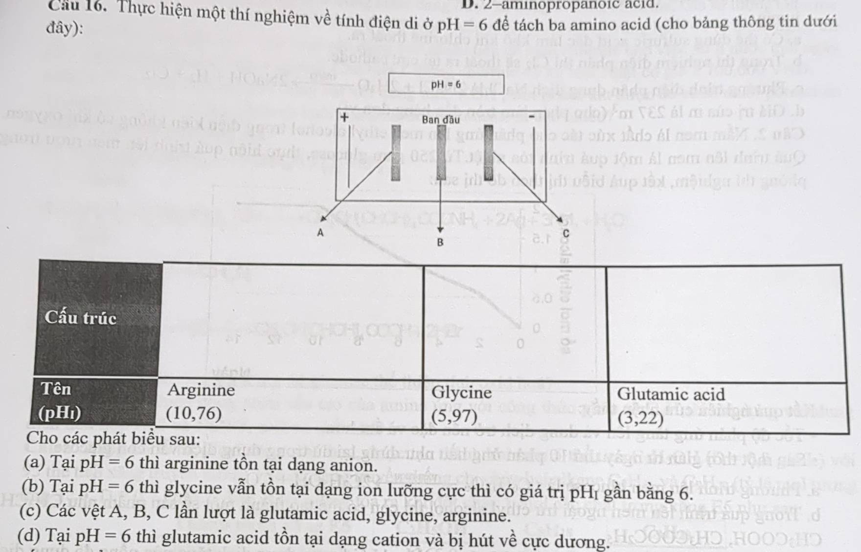 2-aminopropanoic acid.
Cu 16. Thực hiện một thí nghiệm về tính điện di ở
đây): pH=6 để tách ba amino acid (cho bảng thông tin dưới
pH=6
(a) Tại pH=6 thì arginine tồn tại dạng anion.
(b) Tại pH =6 thì glycine vẫn tồn tại dạng ion lưỡng cực thì có giá trị pH₁ gần bằng 6.
(c) Các vệt A, B, C lần lượt là glutamic acid, glycine, arginine.
(d) Tại pH =6 thì glutamic acid tồn tại dạng cation và bị hút về cực dương.