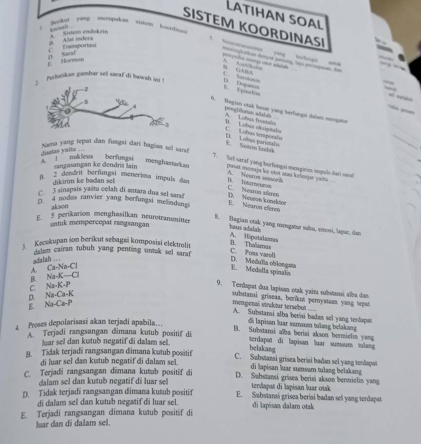 LATIHAN SOAL
SISTEM KOORDINASI
1 Berkut yang merupakan sistem koordinas
kecuali.
A  Sistem endokrin
C. Transportasi B. Alat indera
D. Saraf
5. Neurotransmitter meningkatkan denyut jantung, laju persapasan, das
yang herfingsi
E Hormon
penyedia energi otot sdalah 
cetuk
A. Asetilkolin
B. GABA C. Serotonin D. Dopamin
Perbatikan gambar sel saraf di bawah ini!
5wm
nerd
E. Epinefrin
sel mefabjó
a prses
6. Bagian otak besar yang berfungsi dalam mengatu
penglihatan adalah .. A. Lobus frontalis B. Lobus oksipitalis
C. Lobus temporalis
D. Lobus parictalis
Nama yang tepat dan fungsi dari bagian sel saraf
E. Sistem limbik
A. l nukleus diaatas yaitu …
7. Sel saraf yang berfungsi mengirim impuls dari sara
rangasangan ke dendrit lain
berfungsi menghantarkan pusat menuju ke otot atau kelenjar yaitu ...
A. Neuron sensorik
B. 2 dendrit berfungsi menerima impuls dan B. Interneuron
dikirim ke badan sel
C. Neuron aferen
C. 3 sinapsis yaitu celah di antara dua sel saraf D. Neuron konektor
D. 4 nodus ranvier yang berfungsi melindungi E. Neuron eferen
akson
E. 5 perikarion menghasilkan neurotransmitter
untuk mempercepat rangsangan
8. Bagian otak yang mengatur suhu, emosi, lapar, dan
haus adalah A. Hipotalamus
3. Kecukupan ion berikut sebagai komposisi elektrolit
B. Thalamus
dalam cairan tubuh yang penting untuk sel saraf
C. Pons varoll
adalah . . .
D. Medulla oblongata
A. Ca-Na-Cl
E. Medulla spinalis
B. Na-K-Cl
C. Na-K-P
9. Terdapat dua lapisan otak yaitu substansi alba dan
D. Na-Ca-K
substansi griseaa, berikut pernyataan yang tepat
E. Na-Ca-P
mengenai struktur tersebut ….
A. Substansi alba berisi badan sel yang terdapat
4 Proses depolarisasi akan terjadi apabila…
di lapisan luar sumsum tulang belakang
B. Substansi alba berisi akson bermielin yang
A. Terjadi rangsangan dimana kutub positif di
luar sel dan kutub negatif di dalam sel.
terdapat di lapisan luar sumsum tulang
belakang
B. Tidak terjadi rangsangan dimana kutub positif C. Substansi grisea berisi badan sel yang terdapat
di luar sel dan kutub negatif di dalam sel. di lapisan luar sumsum tulang belakang
C. Terjadi rangsangan dimana kutub positif di D. Substansi grisea berisi akson bermielin yang
dalam sel dan kutub negatif di luar sel terdapat di lapisan luar otak
D. Tidak terjadi rangsangan dimana kutub positif E. Substansi grisea berisi badan sel yang terdapat
di dalam sel dan kutub negatif di luar sel. di lapisan dalam otak
E. Terjadi rangsangan dimana kutub positif di
luar dan di dalam sel.