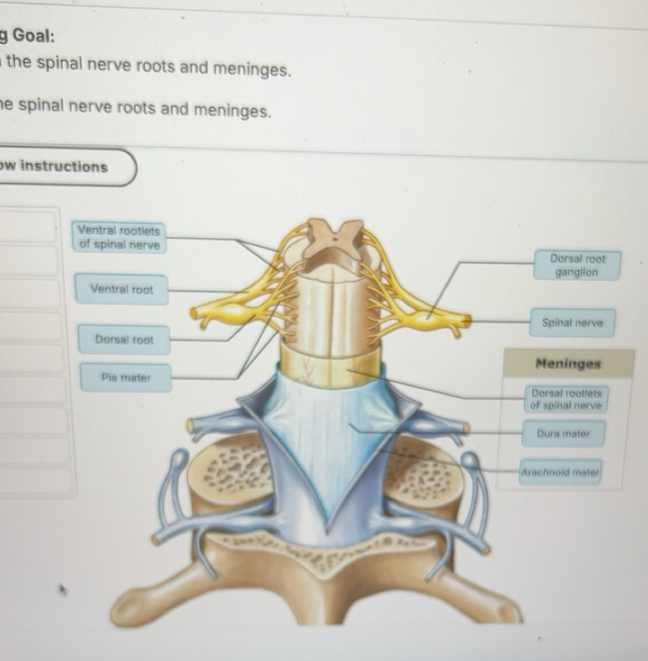 Solved: Goal: the spinal nerve roots and meninges. he spinal nerve ...