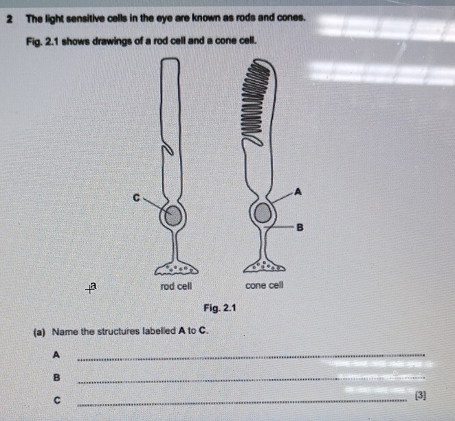 The light sensitive cells in the eye are known as rods and cones. 
Fig. 2.1 shows drawings of a rod cell and a cone cell. 
(a) Name the structures labelled A to C. 
A 
_ 
B 
_ 
_C 
[3]