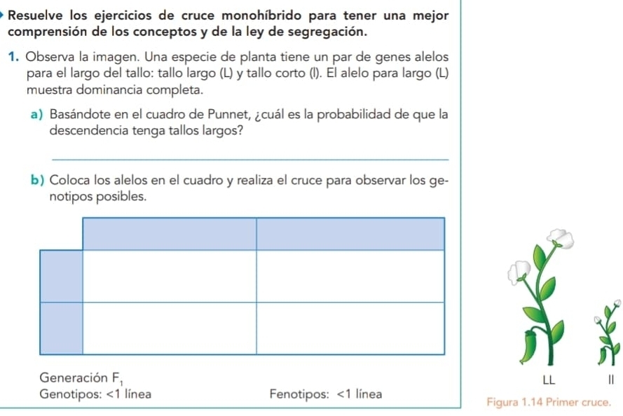 Resuelve los ejercicios de cruce monohíbrido para tener una mejor 
comprensión de los conceptos y de la ley de segregación. 
1. Observa la imagen. Una especie de planta tiene un par de genes alelos 
para el largo del tallo: tallo largo (L) y tallo corto (l). El alelo para largo (L) 
muestra dominancia completa. 
a) Basándote en el cuadro de Punnet, ¿cuál es la probabilidad de que la 
descendencia tenga tallos largos? 
b) Coloca los alelos en el cuadro y realiza el cruce para observar los ge- 
notipos posibles. 
Generación F_1 LL 
Genotipos: <1</tex> línea Fenotipos: <1</tex> línea 
Figura 1.14 Primer cruce.