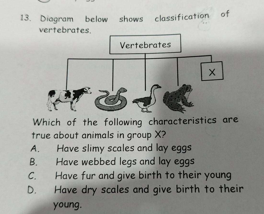 Diagram below shows classification of
vertebrates.
Which of the following characteristics are
true about animals in group X?
A. Have slimy scales and lay eggs
B. Have webbed legs and lay eggs
C. Have fur and give birth to their young
D. Have dry scales and give birth to their
young.