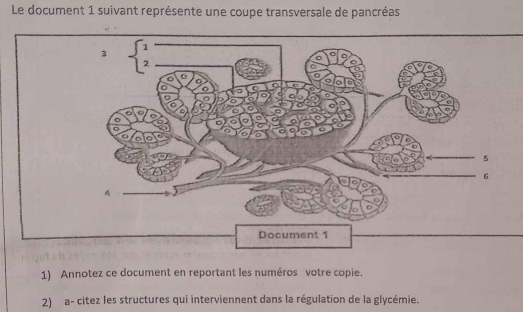 Le document 1 suivant représente une coupe transversale de pancréas
3
5
6 
4 
Document 1 
1) Annotez ce document en reportant les numéros votre copie. 
2) a- citez les structures qui interviennent dans la régulation de la glycémie.