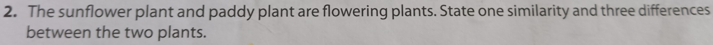 The sunflower plant and paddy plant are flowering plants. State one similarity and three differences 
between the two plants.