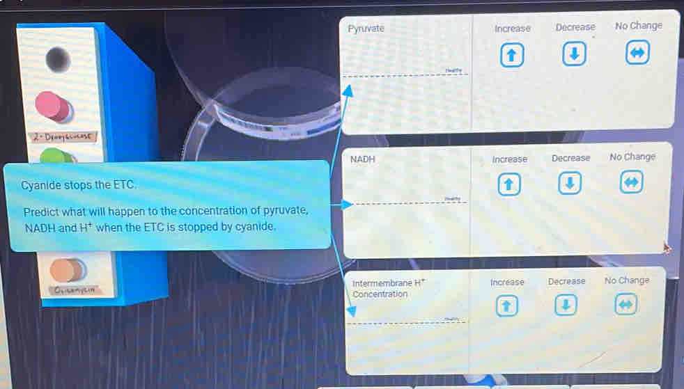 Pyruvate Increase Decrease No Change
t
tay
2º Deorjacicose
NADH Increase Decrease No Change
Cyanide stops the ETC. t
_
Predict what will happen to the concentration of pyruvate,
NADH and H^+ when the ETC is stopped by cyanide.
Intermembrane H Increase Decrease No Change
Ocicenysin Concentration
