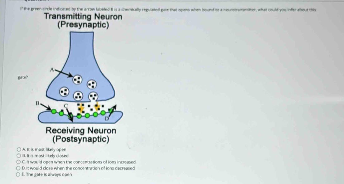 If the green circle indicated by the arrow labeled B is a chemically regulated gate that opens when bound to a neurstransmitter, what could you infer about this
Transmitting Neuron
(Presynaptic)
gate?
Receiving Neuron
(Postsynaptic)
A. It is most likely open
B. It is most likely closed
C. It would open when the concentrations of ions increased
D. It would close when the concentration of ions decreased
E. The gate is always open