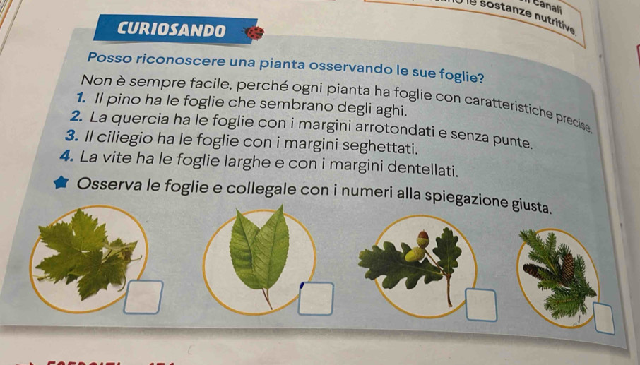 Canali 
U le sostanze nutritive 
CURIOSANDO 
Posso riconoscere una pianta osservando le sue foglie? 
Non è sempre facile, perché ogni pianta ha foglie con caratteristiche precise 
1. ll pino ha le foglie che sembrano degli aghi. 
2. La quercia ha le foglie con i margini arrotondati e senza punte. 
3. Il ciliegio ha le foglie con i margini seghettati. 
4. La vite ha le foglie larghe e con i margini dentellati. 
Osserva le foglie e collegale con i numeri alla spiegazione giusta.