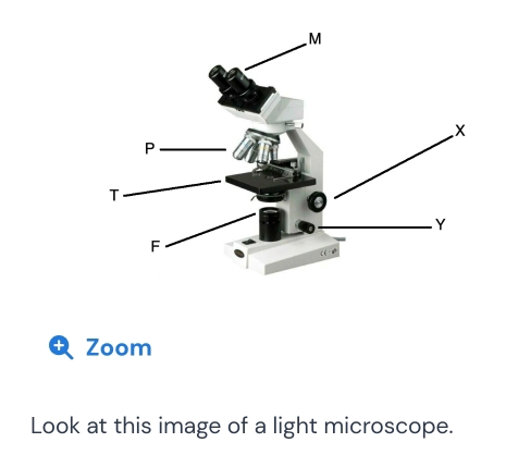 Zoom 
Look at this image of a light microscope.