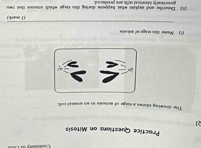 Continuity of Cens 
Practice Questions on Mitosis 
Q1 
The drawing shows a stage of mitosis in an animal cell. 
(i) Name this stage of mitosis. 
_ 
(1 mark) 
(ii) Describe and explain what happens during this stage which ensures that two 
genetically identical cells are produced.