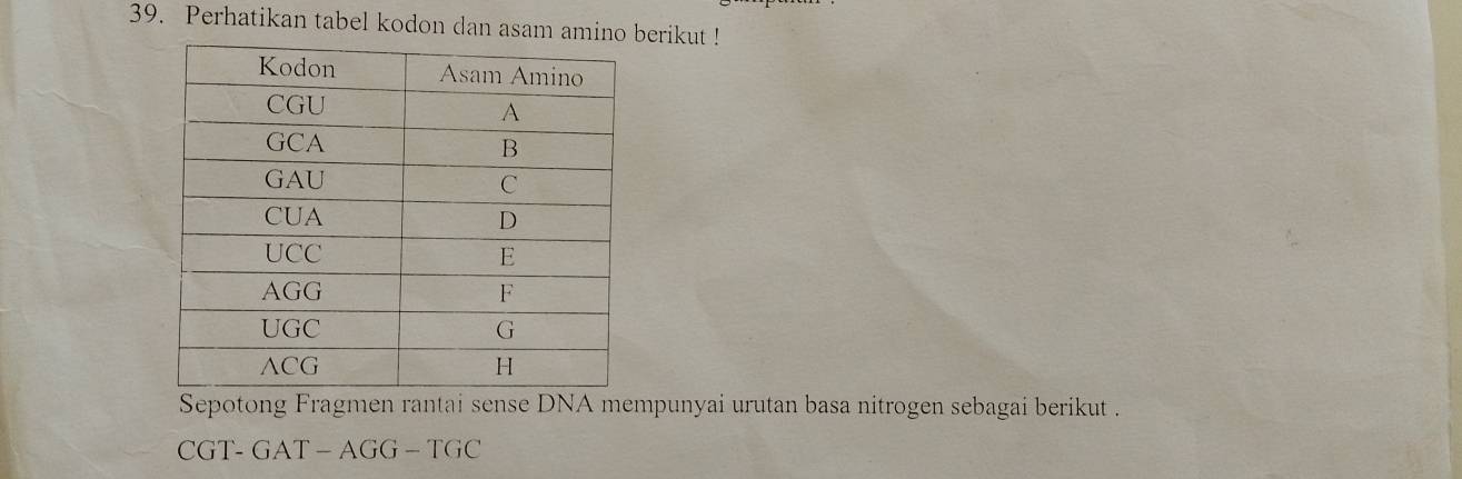 Perhatikan tabel kodon dan asam amberikut ! 
Sepotong Fragmen rantai sense DNA mempunyai urutan basa nitrogen sebagai berikut . 
CGT- GAT - AGG - TGC