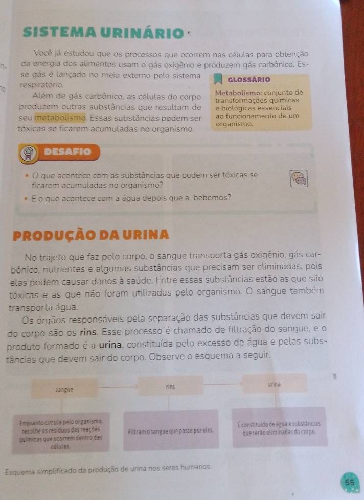 sistema Urinário ·
Você já estudou que os processos que ocorrem nas células para obtenção
n- da energia dos alimentos usam o gás oxigênio e produzem gás carbônico. Es-
se gás é lançado no meio externo pelo sistema
10 respiratório. Glossário
Além de gás carbônico, as células do corpo  Metabolismo: conjunto de
transformações químicas
produzem outras substâncias que resultam de e biológicas essenciais
seu metabolismo. Essas substâncias podem ser ao funcionamento de um
tóxicas se ficarem acumuladas no organismo. organismo.
DESAFIO
O que acontece com as substâncias que podem ser tóxicas se
ficarem acumuladas no organismo?
E o que acontece com a água depois que a bebemos?
produção da urina
No trajeto que faz pelo corpo, o sangue transporta gás oxigênio, gás car-
bônico, nutrientes e algumas substâncias que precisam ser eliminadas, pois
elas podem causar danos à saúde. Entre essas substâncias estão as que são
tóxicas e as que não foram utilizadas pelo organismo. O sangue também
transporta água.
Os órgãos responsáveis pela separação das substâncias que devem sair
do corpo são os rins. Esse processo é chamado de filtração do sangue, e o
produto formado é a urina, constituída pelo excesso de água e pelas subs-
tâncias que devem sair do corpo. Observe o esquema a seguir.
sangue rins urina
Enquanto círcula pelo organismo, É constituída de água e substâncias
recolhe os resíduos das reações
químicas que ocorrem dentro das Filtram o sangue que passa por eles. que serão eliminadas do corpo.
células
Esquema simplificado da produção de urina nos seres humanos.
55