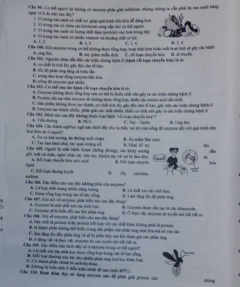 Cơ thể người lại không có enzyme phân giải cellulose, nhưng chúng ta vẫn phải ăn rau xanh hàng
ngày vì lí do nào sau đây?
1. Vi trong rau xanh có chất xơ, giúp quá trình tiêu hóa dễ dàng hơn.
2. Vì trong rau có chứa các hormone cung cấp cho cơ thể người.
3. Vì trong rau xanh có lượng chất đạm (protein) cao hơn trong thịt.
4. Vì trong rau xanh có nhiều vitamin và khoáng chất có lợi.
A. 1, 2. B. 1, 3 C. 1, 4. D. 3, 4.
Câu 100. Khi enzyme trong cơ thể không được tổng hợp, hoạt tính kém hoặc mất hoạt tính sẽ gây các bệnh
A. ung thư B. suy giảm miễn dịch C. rối loạn chuyển hóa D. di truyền.
Câu 101. Nguyên nhân dẫn đến các triệu chứng bệnh lí (bệnh rối loạn chuyển hóa) là do
A. cơ chất bị tích lũy gây độc cho tế bảo.
B. tốc độ phản ứng tăng cả triệu lần.
C. trung tâm hoạt động enzyme bão hòa
D. nổng độ enzyme quá nhiều
Câu 102. Cơ chế của các bệnh rối loạn chuyễn hóa là do
A. Enzyme không được tổng hợp nên cơ thể bị thiều chất nên gây ra các triệu chứng bệnh lí
B. Protein cầu tạo nên enzyme đó không được tổng hợp, thiều các amino acid cần thiết.
C. Sản phẩm không được tạo thành, cơ chất tích lũy gây độc cho tế bào, gây nên các triệu chứng bệnh lí
D. Enzyme tạo thành nhiều, phân giải các chất nhiều, thiếu cơ chất nên gây ra các triệu chứng bệnh lí.
Câu 103. Bệnh nào sau đây không thuộc loại bệnh “rối loạn chuyển hỏa”?
A. Tiểu đường. B. PKU C. Tay - Sachs D. Ung thư.
Câu 104. Cầu thành ngữ/tục ngữ nào dưới đây cho ta thầy vai trò của nồng độ enzyme đổi với quả trình tiêu
hoá thức ăn ở người?
A. Ăn cả nhà xương, ăn đường nuốt chậm. B. Ăn mẫm lắm cơm.
C. Tay làm hàm nhai, tay quai miệng trẻ D. Nhai kĩ nolâu
Câu 105, Người bị mắc bệnh Gout (thống phong), các khớp xươngđầu
gồi, mắt cá chần, ngôn chân cái, bản tay, khuỷu tay và vai bị đau đớn,
do
A. Rối loạn chuyển hóa uric acid B. Rối lọan chuyền
lipid. hóa
C. Rối loạn đương huyết D. Hạ a calcium,
sodium.
Câu 106. Đặc điểm nào sau đãy không phải của enzyme?
A. Là hợp chất mang nhiều năng lượng. B. Là chất xúc tác sinh học.
C. Được tổng hợp trong các tế bào sống. D. Làm tăng tốc độ phản ứng
N Cầu 107. Khi nói về enzyme, phát biểu nào sau đây đúng?
C A. Enzyme là một chất xúc tác sinh học. B. Enzyme được cầu tạo từ các disaccride.
C. Enzyme sẽ bị biến đổi sau khi phản ứng. D. Ở thực vật, enzyme do tuyến nội tiết tiết ra.
a Câu 108. Nói về enzyme, phát biểu não sau đây đùng?
A. bản chất là protein hoặc protein kết hợp với các chất khác không phải là protein
B. là thành phần không thể thiếu trong sản phẩm của phản ứng sinh hóa mả nó xúc tác
C. làm tăng tốc độc phản ứng và sẽ bị phân hủy sau khi tham gia vào phản ứng
D. ở động vật và thực vật, enzyme do các tuyển nội tiết tiết ra.
Câu 109. Đặc điểm nào dưới đây có ở enzyme trong cơ thể người?
A. Là chất xúc tác sinh học được tổng hợp trong các tế bảo sống Dam đóm
B. Mỗi loại thường xúc tác cho nhiều phản ứng hoá học khác loại.
C. Có thành phần chính là carbohydrate.
D. Không bị biển tính ở điều kiện nhiệt độ cao (trên 80°C).
Câu 110, Đom đóm đực sử dụng enzyme nào để phân giải protein của
chúng