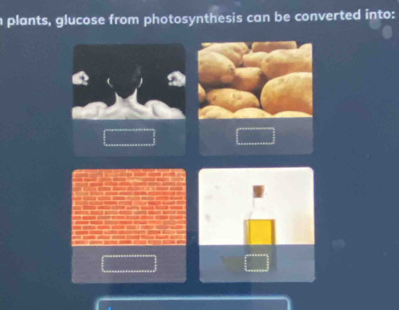 plants, glucose from photosynthesis can be converted into: