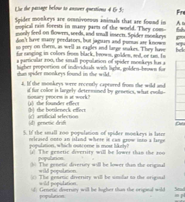 Use the passage below to answer questions 4 & 5; Fre
Spider monkeys are omnivorous animals that are found in Au
tropical rain forests in many parts of the world. They com- fsh
monly feed on flowers, seeds, and small insects. Spider monkeys g
don't have many predators, but jaguars and pumas are known sepu
to prey on them, as well as eagles and large snakes. They have bek
fur ranging in colors from black, brown, golden, red, or tan. In
a particular zo0, the small population of spider monkeys has a
higher proportion of individuals with light, golden-brown fur
than spider monkeys found in the wild,
4. If the monkeys were recently captured from the wild and
if fur color is largely determined by genetics, what evols-
tionary process is at work?
(3) the founder effect
(b) the bottleneck effect
(c) artificial selection
(d) genetic drift Dets
5. If the small zoo population of spider monkeys is later
released onto an island where it can grow into a large
population, which outcome is most likely?
(a) The genetic diversity will be lower than the zoo
population.
b) The genetic diversity will be lower than the original
wild population.
c The genetic diversity will be similar to the original
wild population.

population in pl