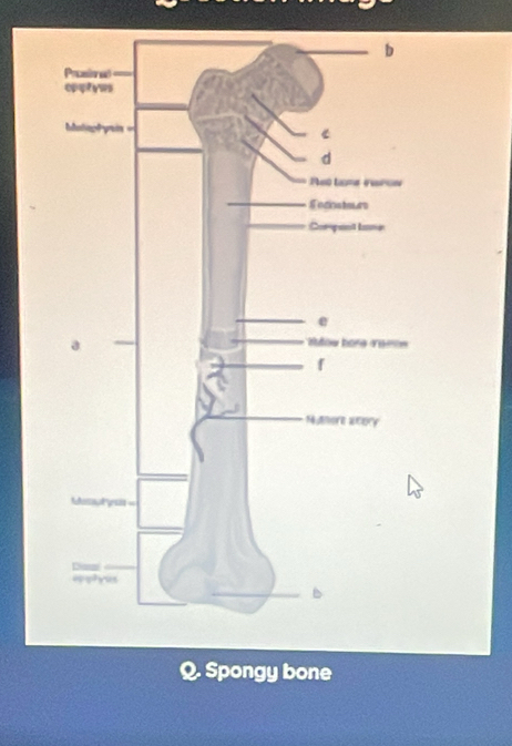 Spongy bone