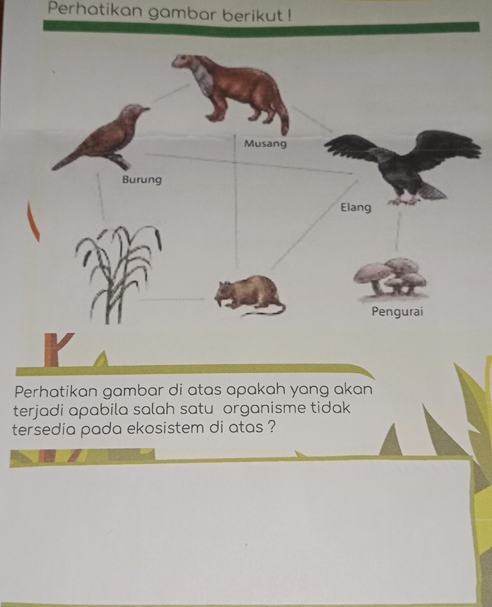 Perhatikan gambar berikut! 
Musang 
Burung 
Elang 
Pengurai 
Perhatikan gambar di atas apakah yang akan 
terjadi apabila salah satu organisme tidak 
tersedia pada ekosistem di atas ?