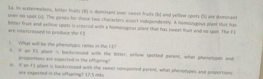 In watermelons, bitter fruits (B) is dominant over sweet fruits (b) and yellow spots (S) are dominant 
over no spot (s). The genes for these two characters assort independently. A homozygous plant that has 
bitter fruit and yellow spots is crossed with a homozygous plant that has sweet fruit and no spot. The F1 
are intercrossed to produce the F2
1. What will be the phenotypic ratios in the F2? 
il. If an F1 plant is backcrossed with the bitter, yellow spotted parent, what phenotypes and 
proportions are expected in the offspring? 
iii. If an F1 plant is backcrossed with the sweet nonspotted parent, what phenotypes and proportions 
are expected in the offspring? 17.5 mks