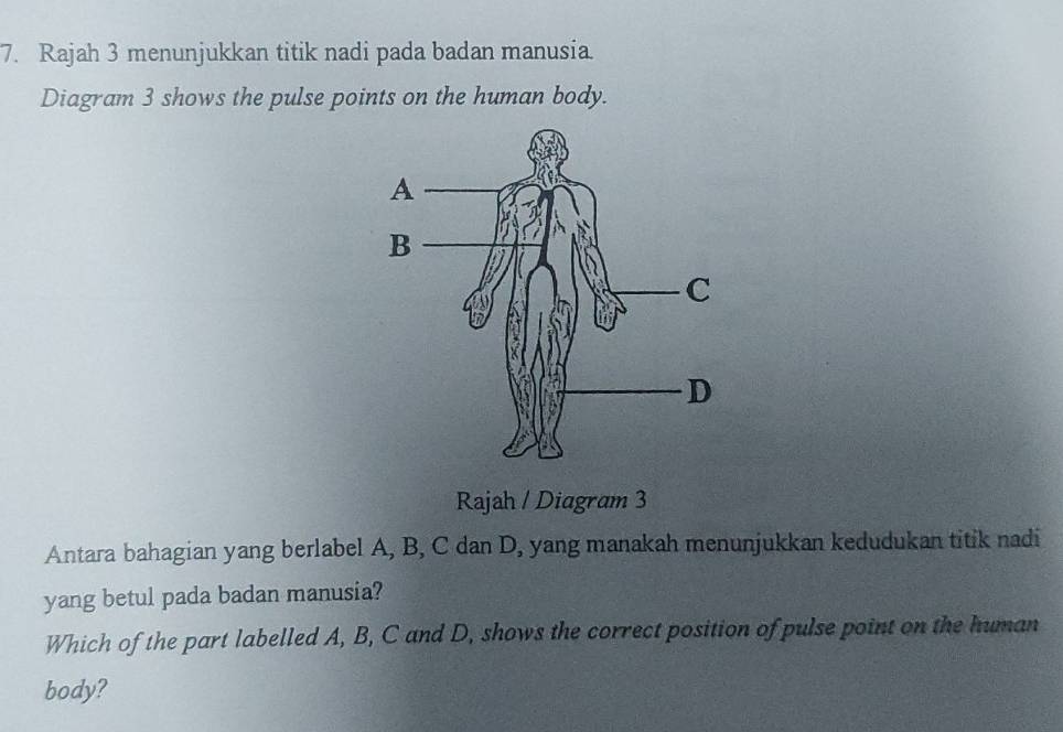 Rajah 3 menunjukkan titik nadi pada badan manusia. 
Diagram 3 shows the pulse points on the human body. 
Rajah / Diagram 3 
Antara bahagian yang berlabel A, B, C dan D, yang manakah menunjukkan kedudukan titik nadi 
yang betul pada badan manusia? 
Which of the part labelled A, B, C and D, shows the correct position of pulse point on the human 
body?