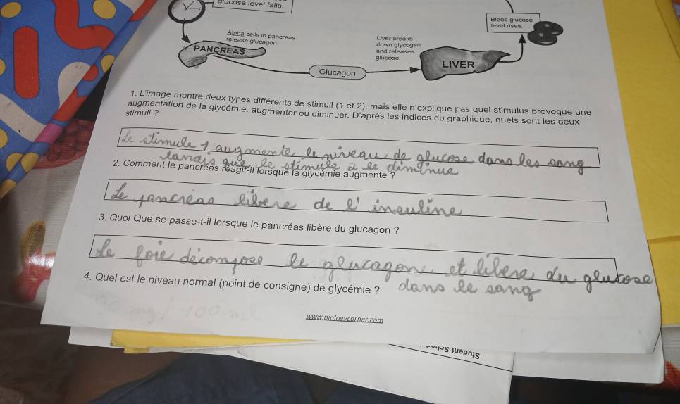 glucose level falls 
1. L'image montre deux types différents de stimuli (1 et 2), mais elle n'explique pas quel stimulus provoque une 
stimuli ? 
augmentation de la glycémie. augmenter ou diminuer. D'après les indices du graphique, quels sont les deux 
2. Comment le pancréas réagit-il lorsque la glycémie augmente ? 
3. Quoi Que se passe-t-il lorsque le pancréas libère du glucagon ? 
4. Quel est le niveau normal (point de consigne) de glycémie ? 
www.biologycorner.com 
10S luəpnɨs