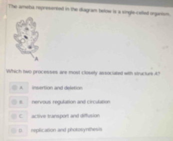 The ameba represented in the diagram below is a single-celled organism.
A
Which two processes are most closely associated with structure A?
A insertion and deletion
B. nervous regulation and circulation
C active transport and diffusion
D. replication and photosynthesis