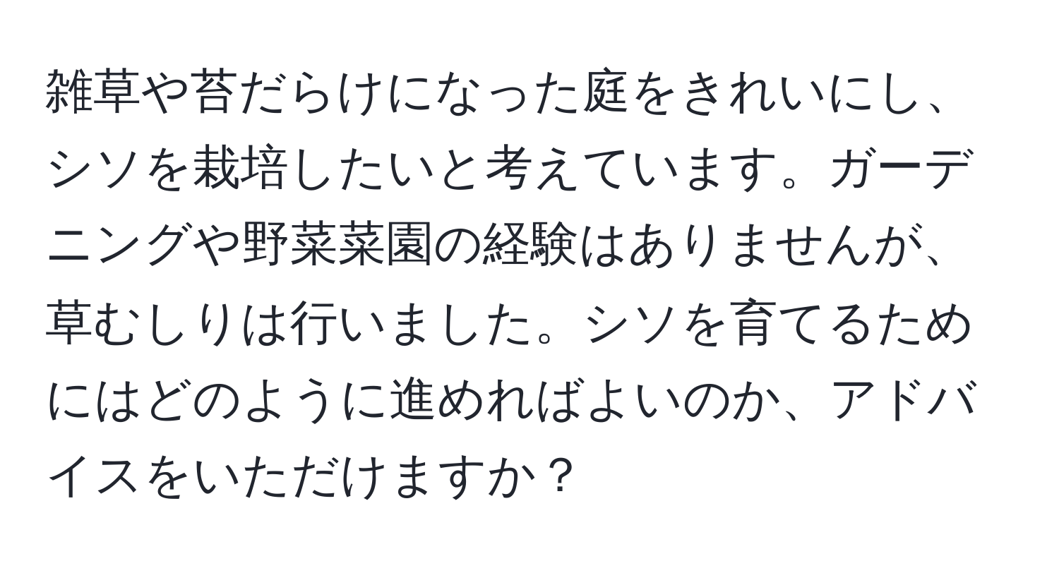 雑草や苔だらけになった庭をきれいにし、シソを栽培したいと考えています。ガーデニングや野菜菜園の経験はありませんが、草むしりは行いました。シソを育てるためにはどのように進めればよいのか、アドバイスをいただけますか？