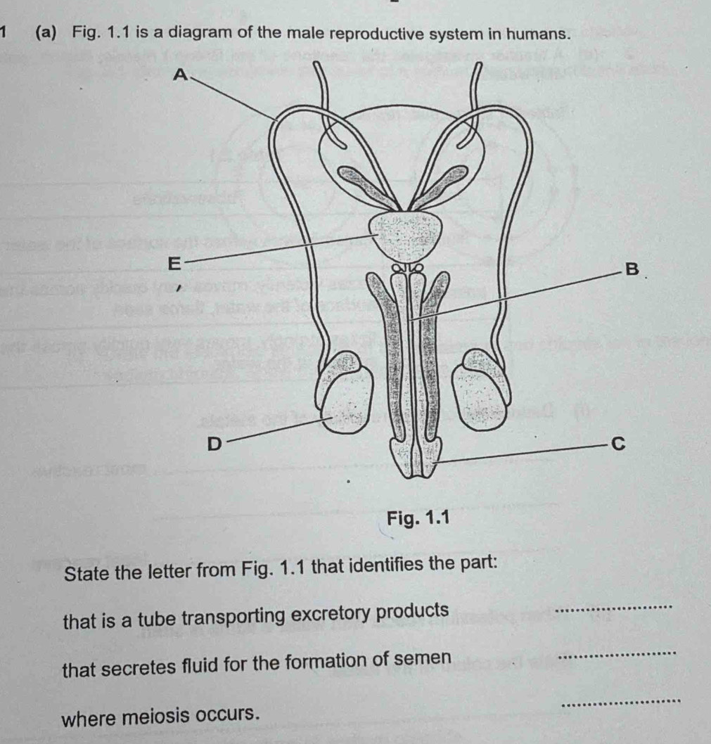 1 (a) Fig. 1.1 is a diagram of the male reproductive system in humans. 
State the letter from Fig. 1.1 that identifies the part: 
that is a tube transporting excretory products 
_ 
that secretes fluid for the formation of semen 
_ 
_ 
where meiosis occurs.