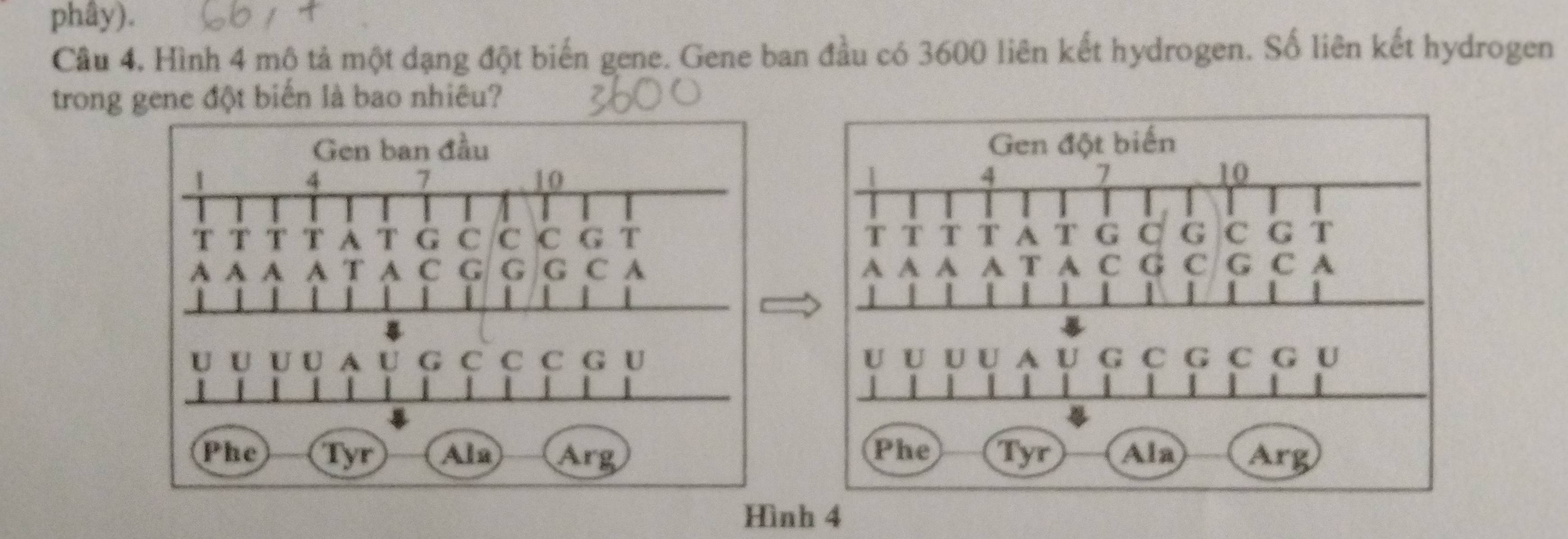 phây). 
Câu 4, Hình 4 mô tả một dạng đột biến gene. Gene ban đầu có 3600 liên kết hydrogen. Số liên kết hydrogen 
trong gene đột biển là bao nhiêu? 
Hình 4