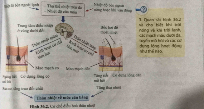 Nhiệt độ bên ngoài
độệt độ bên ngoài lạnh Thụ thể nhiệt trên da hóng hoặc khi vận động
-- Nhiệt độ của máu
3. Quan sát hình 36.2
Trung tâm điều nhiệt Bốc hơi đề và cho biết khi trời
ớ vùng đưới đồi thoát nhiệt nóng và khi trời lạnh,
các mạch máu dưới da,
tuyến mồ hôi và các cơ
Thân nhiệt giảm Thân nhiệt tăng
dựng lông hoạt động
làm mát
Kích hoạt cơ chế Kích hoạt cơ chê
lâm âm
như thế nào.
Mao mạch co Mao mạch dãn
Ngừng tiết Cơ dựng lông co Tăng tiết Cơ dựng lông dân
mó hôi mồ hôi
Run cơ, tăng trao đổi chất Tăng thải nhiệt
Thân nhiệt về mức cân bằng
Hình 36.2. Cơ chế điều hoà thân nhiệt