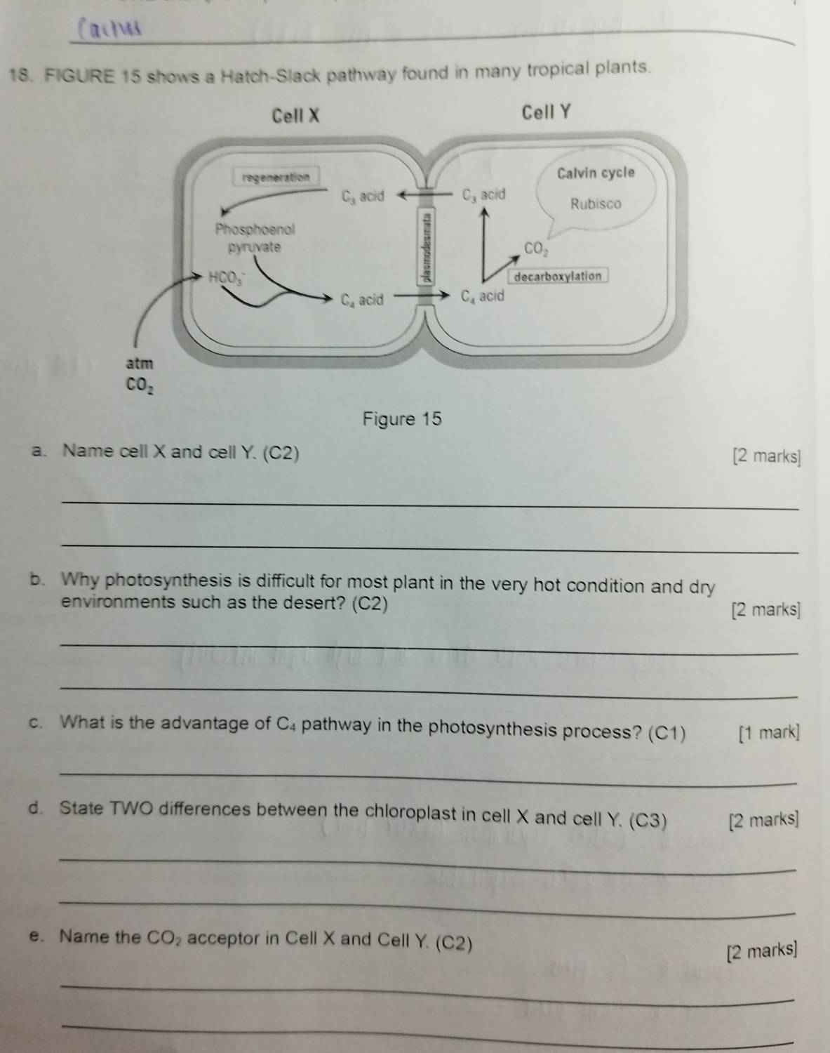 FIGURE 15 shows a Hatch-Slack pathway found in many tropical plants.
Figure 15
a. Name cell X and cell Y. (C2) [2 marks]
_
_
b. Why photosynthesis is difficult for most plant in the very hot condition and dry
environments such as the desert? (C2)
[2 marks]
_
_
c. What is the advantage of C_4 pathway in the photosynthesis process? (C1) [1 mark]
_
d. State TWO differences between the chloroplast in cell X and cell Y. (C3) [2 marks]
_
_
e. Name the CO_2 acceptor in Cell X and Cell Y. (C2)
[2 marks]
_
_