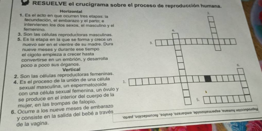 RESUELVE el crucigrama sobre el proceso de reproducción humana. 
Horizontal 
1. Es el acto en que ocurren tres etapas: la 
fecundación, el embarazo y el parto; e 
intervienen los dos sexos, el masculino y el 
femenino. 
3. Son las células reproductoras masculinas. 
5. Es la etapa en la que se forma y crece un 
nuevo ser en el vientre de su madre. Dura 
nueve meses y durante ese tiempo 
el cigoto empieza a crecer hasta 
convertirse en un embrión, y desarrolla 
poco a poco sus órganos. 
Vertical 
2. Son las células reproductoras femeninas. 
4. Es el proceso de la unión de una célula 
sexual masculina, un espermatozoide 
con una célula sexual femenina, un óvulo 
se produce en el interior del cuerpo de la 
mujer, en las trompas de falopio. 
6. Ocurre a los nueve meses de embarazo 
y consiste en la salida del bebé a través 
de la vagina.