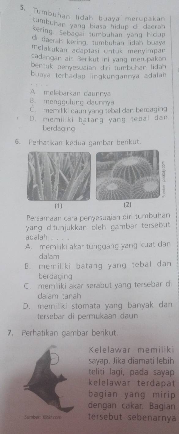 Tumbuhan lidah buaya merupakan
tumbuhan yang biasa hidup di daerah
kering. Sebagai tumbuhan yang hidup
di daerah kering, tumbuhan lidah buaya
melakukan adaptasi untuk menyimpan
cadangan air. Berikut ini yang merupakan
bentuk penyesuaian diri tumbuhan lidah
buaya terhadap lingkungannya adalah
A. melebarkan daunnya
B. menggulung daunnya
C. memiliki daun yang tebal dan berdaging
D. memiliki batang yang tebal dan
berdaging
6. Perhatikan kedua gambar berikut.
(1) (2)
Persamaan cara penyesuaian diri tumbuhan
yang ditunjukkan oleh gambar tersebut 
adalah
A. memiliki akar tunggang yang kuat dan
dalam
B. memiliki batang yang tebal dan
berdaging
C. memiliki akar serabut yang tersebar di
dalam tanah
D. memiliki stomata yang banyak dan
tersebar di permukaan daun
7. Perhatikan gambar berikut.
Kelelawar memiliki
sayap. Jika diamati lebih
teliti lagi, pada sayap
kelelawar terdapat
bagian yang mirip
dengan cakar. Bagian
Sumber: flickr.com tersebut sebenarnya