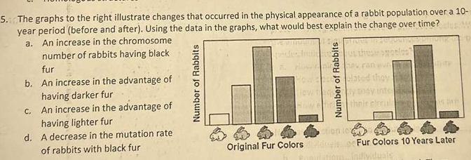 The graphs to the right illustrate changes that occurred in the physical appearance of a rabbit population over a 10-
year period (before and after). Using the data in the graphs, what would best explain the change over time?
a. An increase in the chromosome
number of rabbits having black
fur
b. An increase in the advantage of ōō
having darker fur
c. An increase in the advantage of
having lighter fur
d. A decrease in the mutation rate
of rabbits with black fur Original Fur ColorsFur Colors 10 Years Later