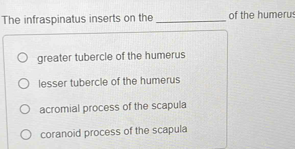 Solved: The infraspinatus inserts on the _of the humerus greater ...